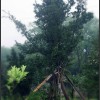 出售大量羅漢松