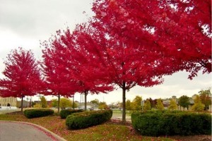 紅楓