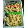山東小黃姜產地供應15762366966】