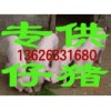 山東大棚西葫蘆大量供應