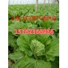 15762366966山東大棚白菜批發價格莒縣白菜種植基地